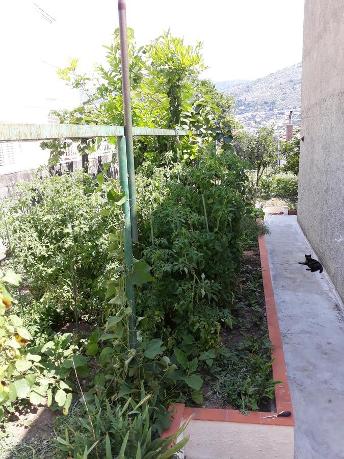 Studio Apartment Garden Dubrovnik Luaran gambar